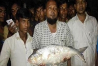 প্রধানমন্ত্রীকে ৩ কেজি ইলিশ দেয়া সেই মাছ ব্যবসায়ীকে অপহরণ
