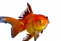 মাছের স্মৃতিশক্তি মানুষের চেয়েও বেশি! আসল সত্যিটা জানলে আপনিও অবাক হবেন