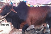 আচমকা আকাশ থেকে মাথায় গরু পড়ে গুরুতর আহত এক ব্যক্তি