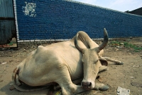 গরু চুরি সন্দেহে ভারতে দুই মুসলমানকে পিটিয়ে হত্যা