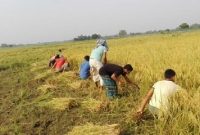 বিনামূলে গরিব কৃষকের ধান কেটে দিল ইবি শিক্ষার্থীরা