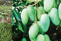 বাঘায় ২০ কোটি টাকার আম নষ্ট হয়েছে