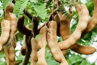 কেন খাবেন তেঁতুলের শরবত?