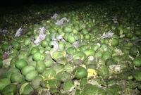  ক্যামিকেল মেশানো ১০০ মণ আম বিনষ্ট করেছে ভ্রাম্যমান আদালত