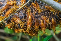 মোদি সফরকে ঘিরে শ্রীলংকায় ভিমরুল নিধন!