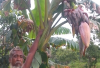 এক কলাগাছে শতাধিক মোচা