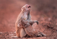 মায়ের কাছে সন্তান! হোক সে মানুষ কিংবা অন্য প্রাণী