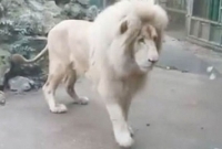 জঙ্গলের রাজা সিংহ কীসে ভয় পায় জানেন? জানলে অবাক হবেন