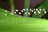 এই বিরল ফুল ফোটে ৩ হাজার বছর অন্তর!