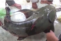 তিস্তায় ধরা পড়লো ‘বাহুবলী’ মাছ