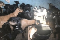 'জামিন' হচ্ছে না ২৮টি ছাগলের