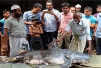 পদ্মায় মিলল ৮৮ কেজি ওজনের বাঘাইড়