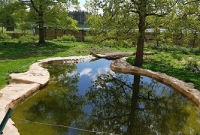  পার্কের ভেতর লুকিয়ে আছে দুটি বাঘ! খুঁজে পাচ্ছেন?