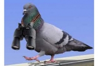 ভারত-চীন সীমান্তে চীনের গোয়েন্দা কবুতর!