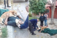 এই প্রাণীটি তার মনিবকে একা ফেলে যাবে না, প্রভুভক্তির আরও এক উদাহরণ যা ইন্টারনেটে ভাইরাল