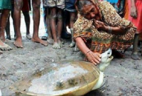 জেনে নিন সুন্দরবনের এক পরিবারের সাথে এক কচ্ছপের সম্পর্কের কাহিনী