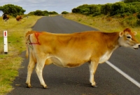 গরু বাঁচাতে গিয়ে প্রাণ গেলো বৃদ্ধার