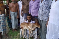 নোয়াখালীতে ৬ পা বিশিষ্ট বাছুরের জন্ম, এলাকায় চাঞ্চল্যের সৃষ্টি
