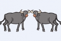 দুই মহিষের সেবা করতে গিয়ে চরম বিপাকে থানার ওসি