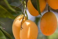 আম খাওয়া ভালো, তবে বেশি খেলে শরীরের ক্ষতি