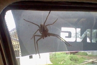 দুর্ঘটনার শিকার গাড়ি, দায় চাপালেন মাকড়সার উপর