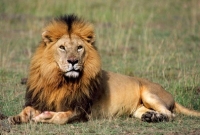  রাস্তায় সিংহ নিয়ে ঘুরতে বের হলেন ব্যবসায়ী!