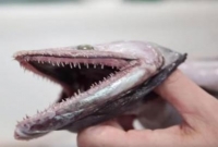 গভীর সমুদ্র থেকে উঠে এল এই দানব, এর হিংস্রতা নাকি অতুলনীয়