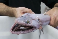 গভীর সমুদ্রের দানব; অতুলনীয় যার হিংস্রতা!