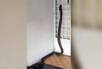 ঘরের মধ্যে বিশালাকায় কিং কোবরা! দেখে চমকে উঠেন বাসিন্দারা