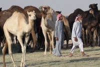 সৌদির সর্বশেষ পদক্ষেপ; কাতারের হাজার হাজার উট-ভেড়া বহিষ্কার
