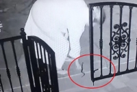 খেলনা ভেবে মাটি থেকে মহিলা হাতে তুলে নিল বিশাক্ত সাপ, তার পরেই যা ঘটল...