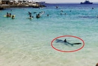  সমুদ্রে পর্যটকদের ভিড়, হঠাৎ এল হাঙর!