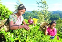 বদলে যাচ্ছে চা শ্রমিকদের জীবন বদলে যাচ্ছে চা শ্রমিকদের জীবন