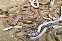 কুষ্টিয়ার মিরপুরে রান্নাঘর থেকে মিলল ২৮টি বিষধর গোখরা সাপ