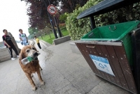 পরিবেশ রক্ষায় টানা ১০ বছর ধরে কাজ করছে এই কুকুর!