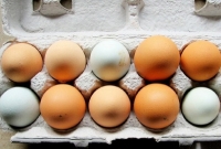 বাজারে দুই রঙের ডিম, কোনটা শরীরের পক্ষে ভালো জানেন?