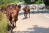 ভারতে জবাইয়ের জন্য গরু কেনাবেচা চলবে : সুপ্রিম কোর্ট