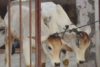 ভারতে মাংস বিক্রিতে নিষেধাজ্ঞা স্থগিত করলো আদালত