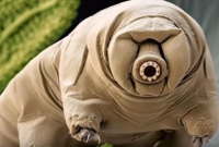 পৃথিবী ধ্বংস হলেও টিকে থাকবে এই আশ্চর্য প্রাণী; দাবি গবেষকদের