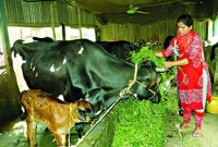 সংসারের অভাব মুছে ঘুরে দাঁড়ানো কামরুন্নাহারের গল্প