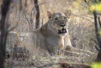 টয়লেটে গিয়ে সিংহের হাতে প্রাণ হারাল কিশোরী