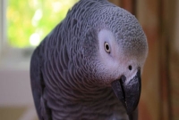 স্বামীকে গুলি করে মারার ঘটনায় সাক্ষী টিয়া পাখি