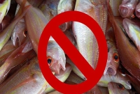 গরুর পরে এবার মাছ খাওয়াতেও ‘হিন্দু’ নিষেধাজ্ঞা!