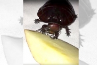 রাক্ষুসে আরশোলার সামনে আপেল, ফলাফল অবিশ্বাস্য!