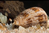 এটিই পৃথিবীর সবচেয়ে বিষাক্ত জীব