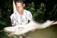 বড়শিতে সাড়ে তিন ফুট লম্বা ২০ কেজির বোয়াল!