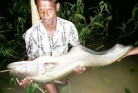 বড়শিতে ২০ কেজির বোয়াল, দেখতে উৎসুক জনতার ভিড়