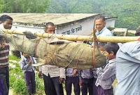 ধরা পড়লো ১২৫ কেজির এই বিশাল মাগুর মাছ!