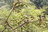 জানেন, বাড়িতে কেন আমড়া গাছ ভুলেও লাগাতে নেই?