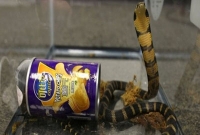 চিপসের কৌটার মধ্যে করে জ্যান্ত বিষধর শঙ্খচূড় সাপ আমদানি